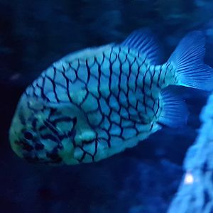 Japanese pineconefish