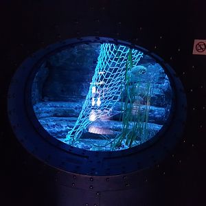 Aquarium Pineconefish