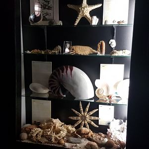 Sea-creature display