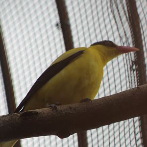 Black-naped oriole