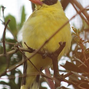 Black-naped oriole