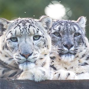 Snow leopard : Howletts : 07 Oct 2018