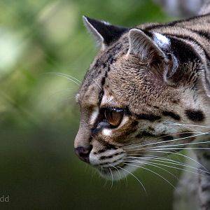 Margay : Howletts : 07 Oct 2018