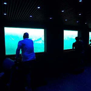 Underwater-viewing  Sea-lions