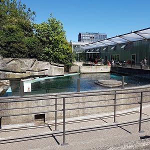 Sea-lion enclosure