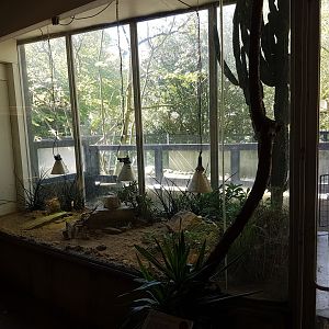 Speckled padloper-enclosure