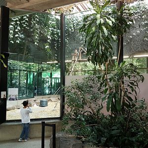 Gorilla-indoor-enclosure