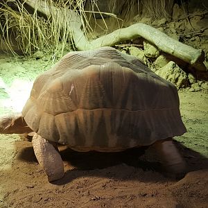 Radiated tortoise