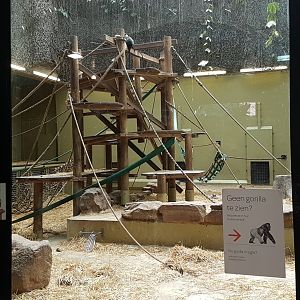 Indoor-enclosure Gorilla