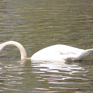 Trumpeter swan