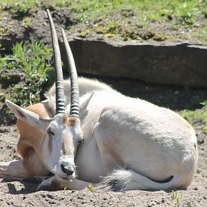 Scimitar-horned antilope