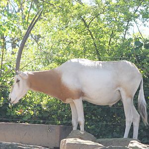 Scimitar-horned antilope