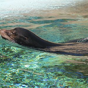 Californian sea-lion