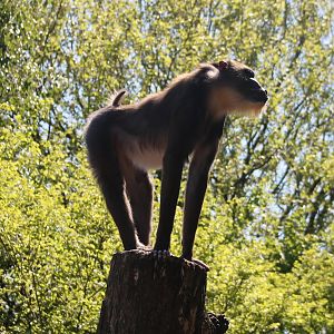 Mandrill