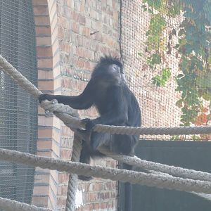 Javan lutung 171018