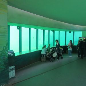 Underwater viewing area - pinnipeds 171018