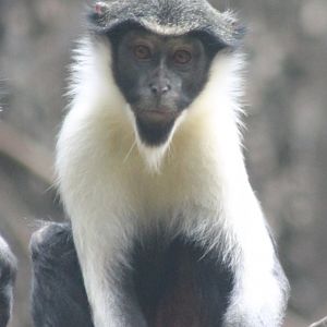 Diana monkey