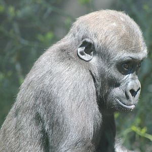 Young Western lowland gorilla