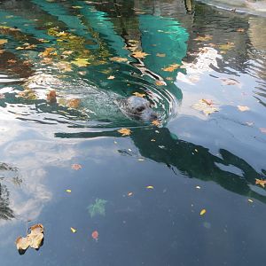 Eastern Atlantic harbour seal 171018