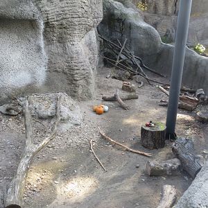 Crested porcupine enclosure within Little Rock walkthrough aviary 171018