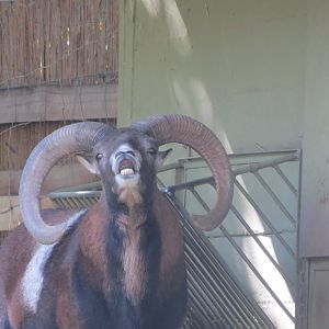 European mouflon 171018