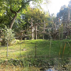 Golden-bellied mangabey outdoor enclosure 171018