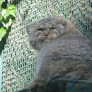 Pallas' cat 171018
