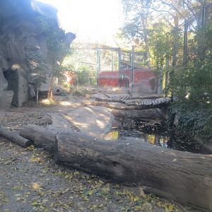 Amur tiger enclosure 171018