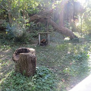 Red panda enclosure 171018