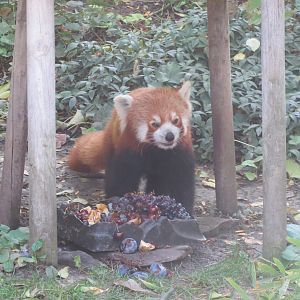 Red panda 171018