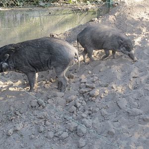 Negros warty pigs 171018