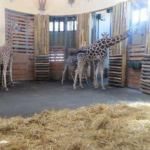 Savanna exhibit - Rothschild's giraffes 171018