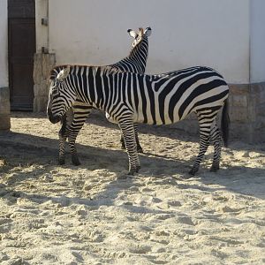 Grant's zebras 171018