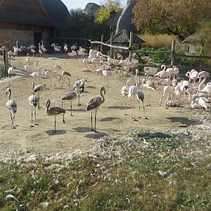 Greater flamingos 171018