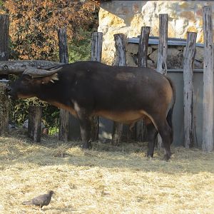Congo forest buffalo 171018