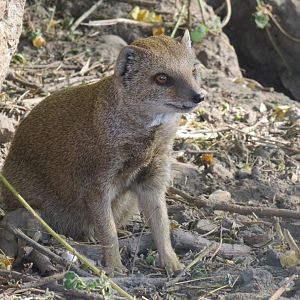 Yellow mongoose 171018