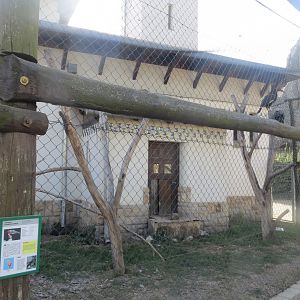 Southern ground hornbill aviary 171018