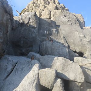 Great Rock - Hamadryas baboon and Barbary sheep enclosure 171018