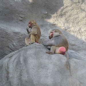 Great Rock - Hamadryas baboons 171018