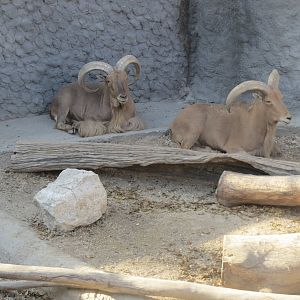 Great Rock - Barbary sheep 171018