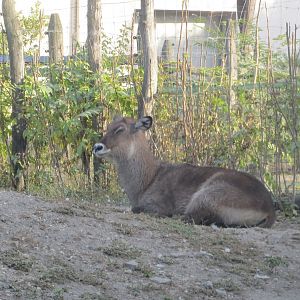 Savanna exhibit - Defassa waterbuck 171018