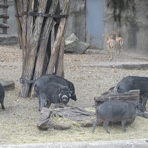 Negros warty pigs and Blackbucks 171018