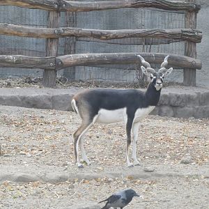 Blackbuck 171018