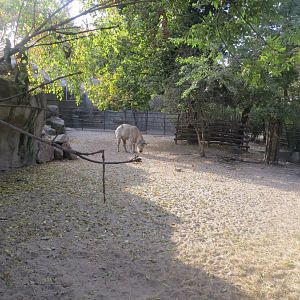 Sichuan takin exhibit 171018