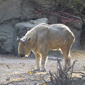 Sichuan takin 171018