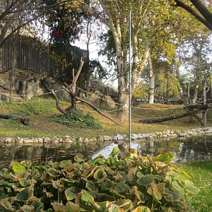 Gorilla outdoors 171018