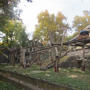 Orangutan outdoors 171018
