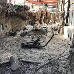 America Tropicana - Giant otter indoors 171018