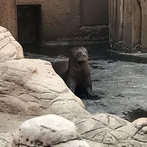 America Tropicana - Giant otter 171018