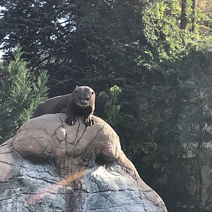 America Tropicana - Giant otter 171018